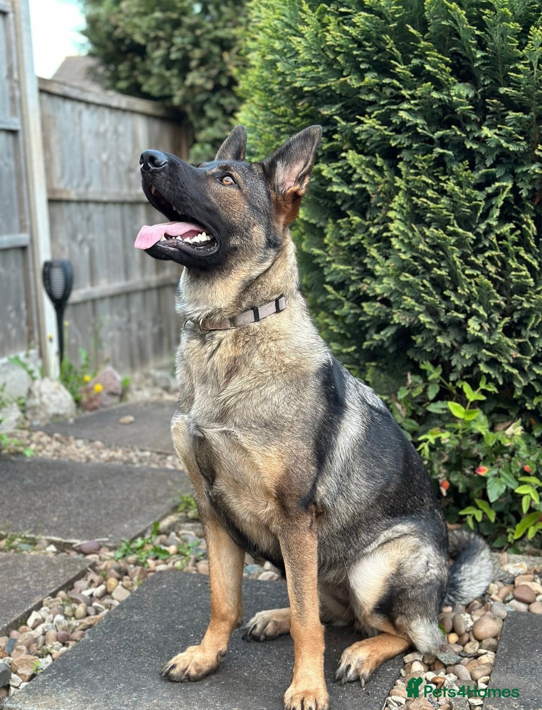 German Shepherd dogs for sale: KC German Shepherd Working line puppies 🐶  - Image 18