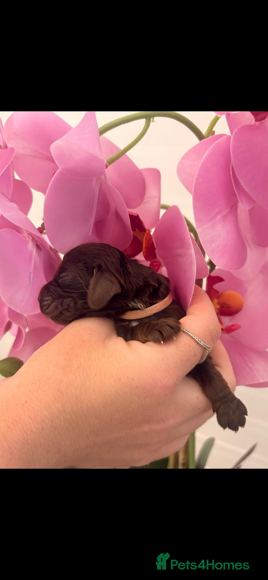 Cocker Spaniel dogs for sale: Stunning litter of show cocker spaniels  - Image 4