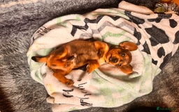 Miniature Dachshund dogs for sale: 5 gorgeous miniature dachshund puppies for sale  - Image 10