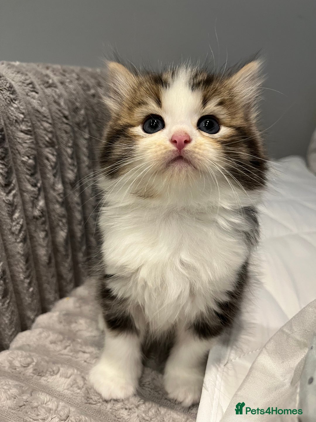 Siberian cats for sale: Stunning Siberian kittens 🐱  - Advert 19