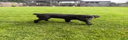Labrador Retriever dogs for sale: 9 Black Labrador Retrievers   - Advert 4
