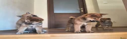 Japanese Shiba Inu dogs for sale: Pure Breed Japanese Shiba Inu Puppies  in Goole - Advert 31