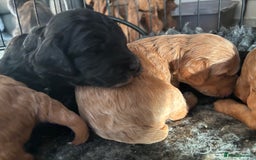 Cockapoo dogs for sale: TOY Cockapoo/ SHOW type F1 / License - Image 5