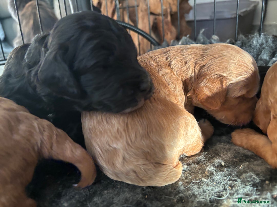 Cockapoo dogs for sale: TOY Cockapoo/ SHOW type F1 / License - Image 5