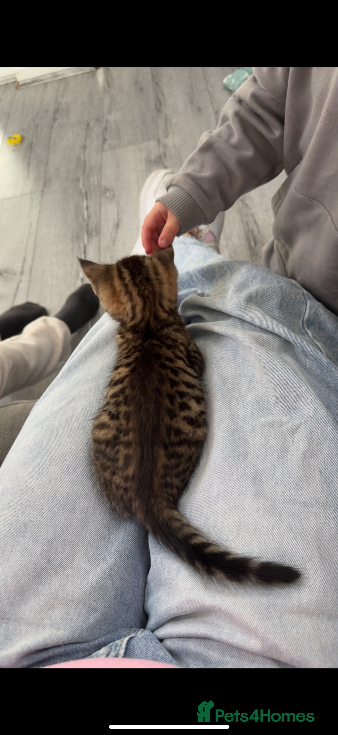 Bengal cats for sale: Kitten for sale  - Advert 1