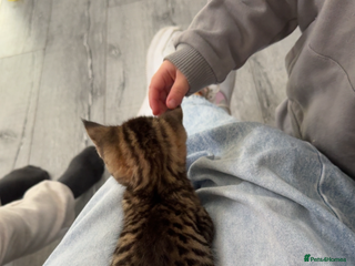 Bengal cats Kitten for sale - Advert 3