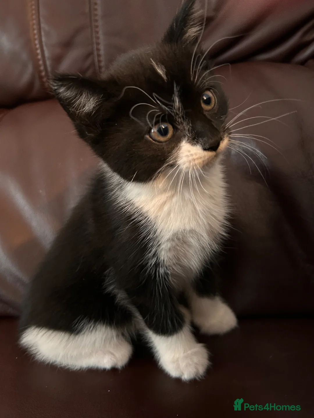 Mixed Breed cats for sale: 2 Beautiful Kittens  - Advert 8