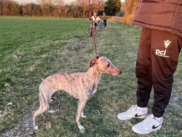 Whippet dogs KC whippet Puppies - Advert 9