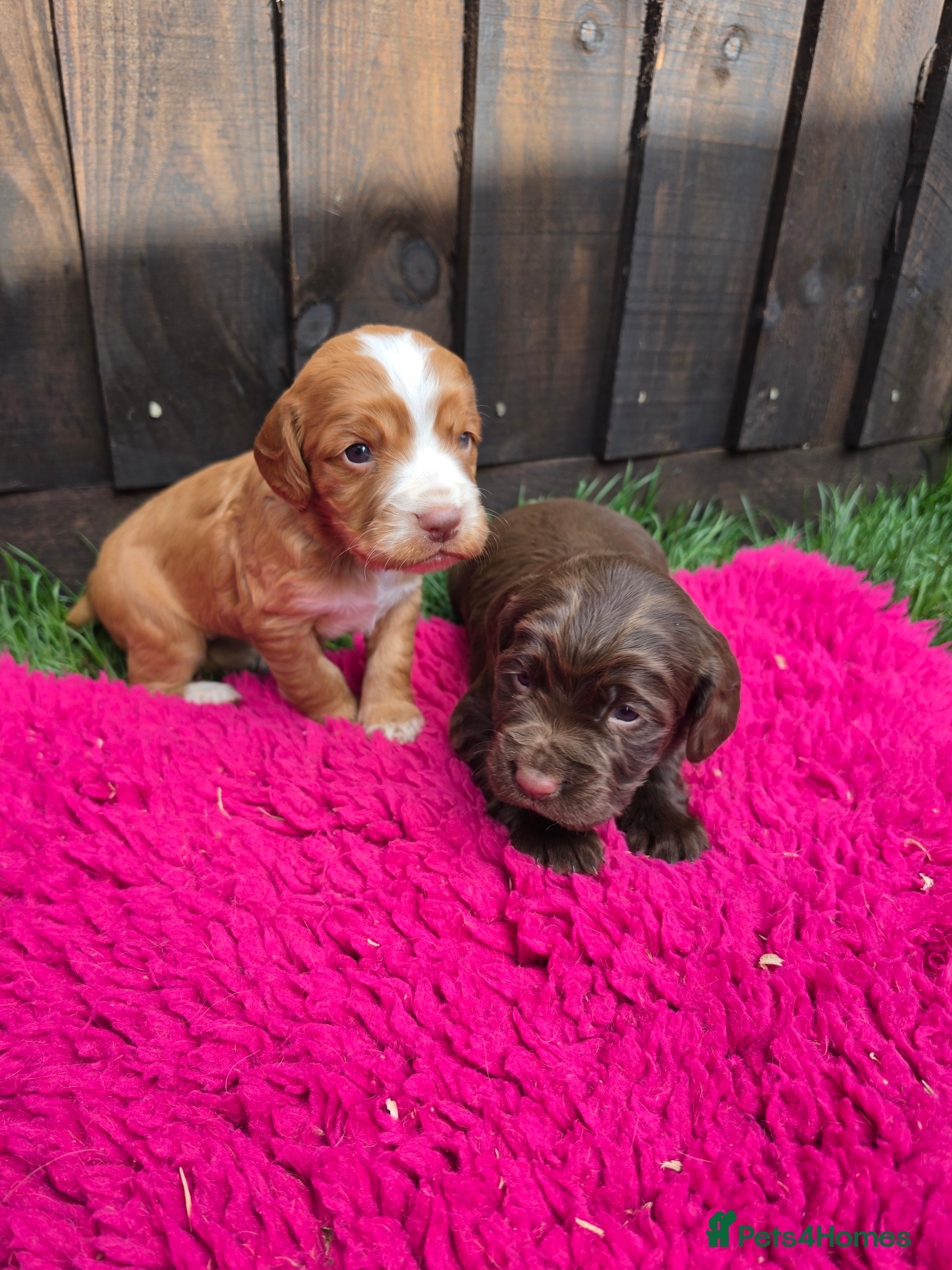 Sprocker dogs Sprocker spaniel puppies  - Advert 11