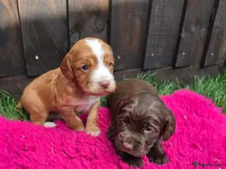 Sprocker dogs Sprocker spaniel puppies - Advert 11