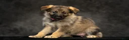 German Shepherd dogs for sale: Gorgeous German shepherd babies  - Advert 10
