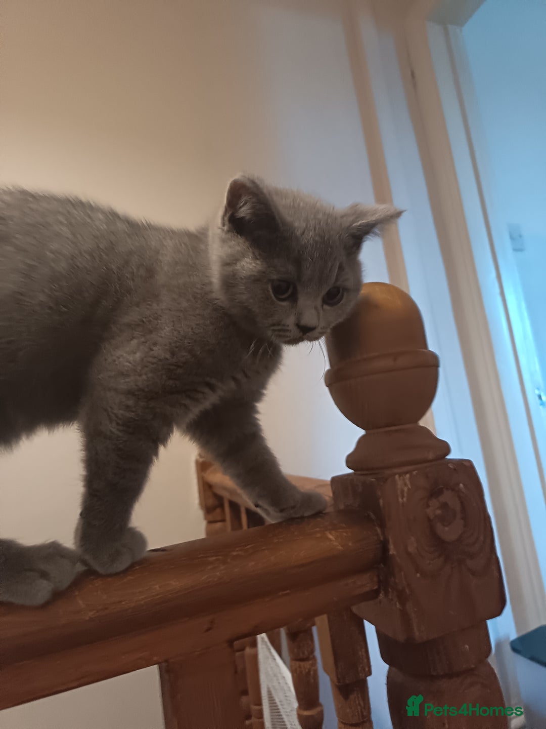 British Shorthair cats for sale: 🐾 British Shorthair Blue – 2 Girls – Ready Now 🐾 - Advert 19