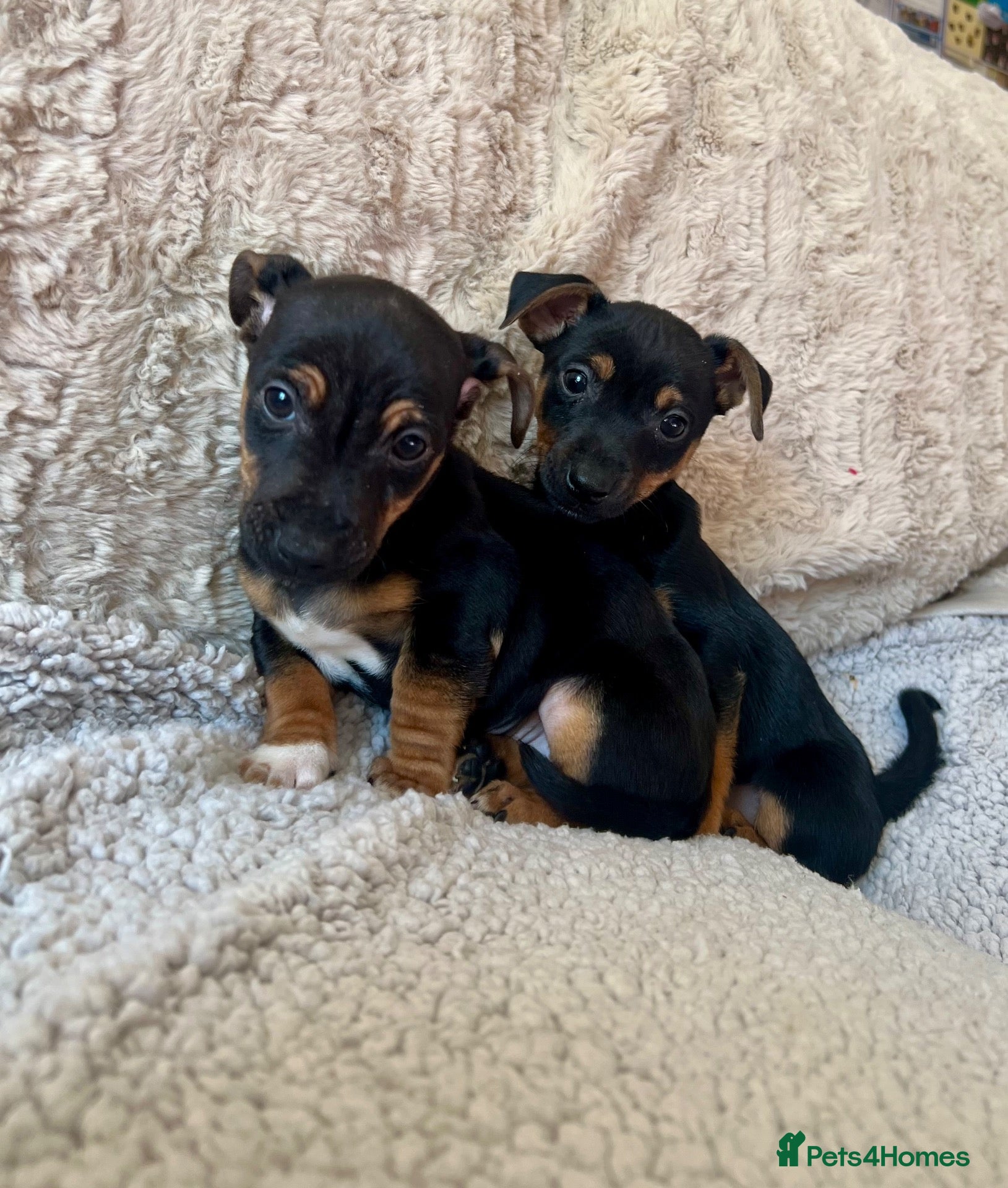 Jack Russell dogs Jack Russell Puppies - Advert 1