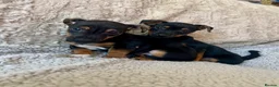 Jack Russell dogs for sale: Jack Russell Puppies - Advert 3