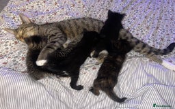 British Longhair cats for sale: 5 Adorable Kittens. Playful & Cute - Image 10