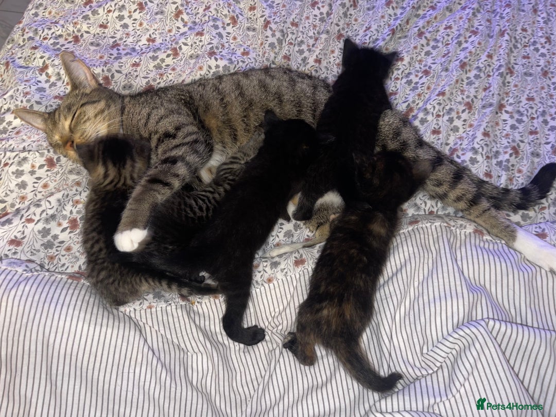 British Longhair cats for sale: 5 Adorable Kittens. Playful & Cute - Image 10