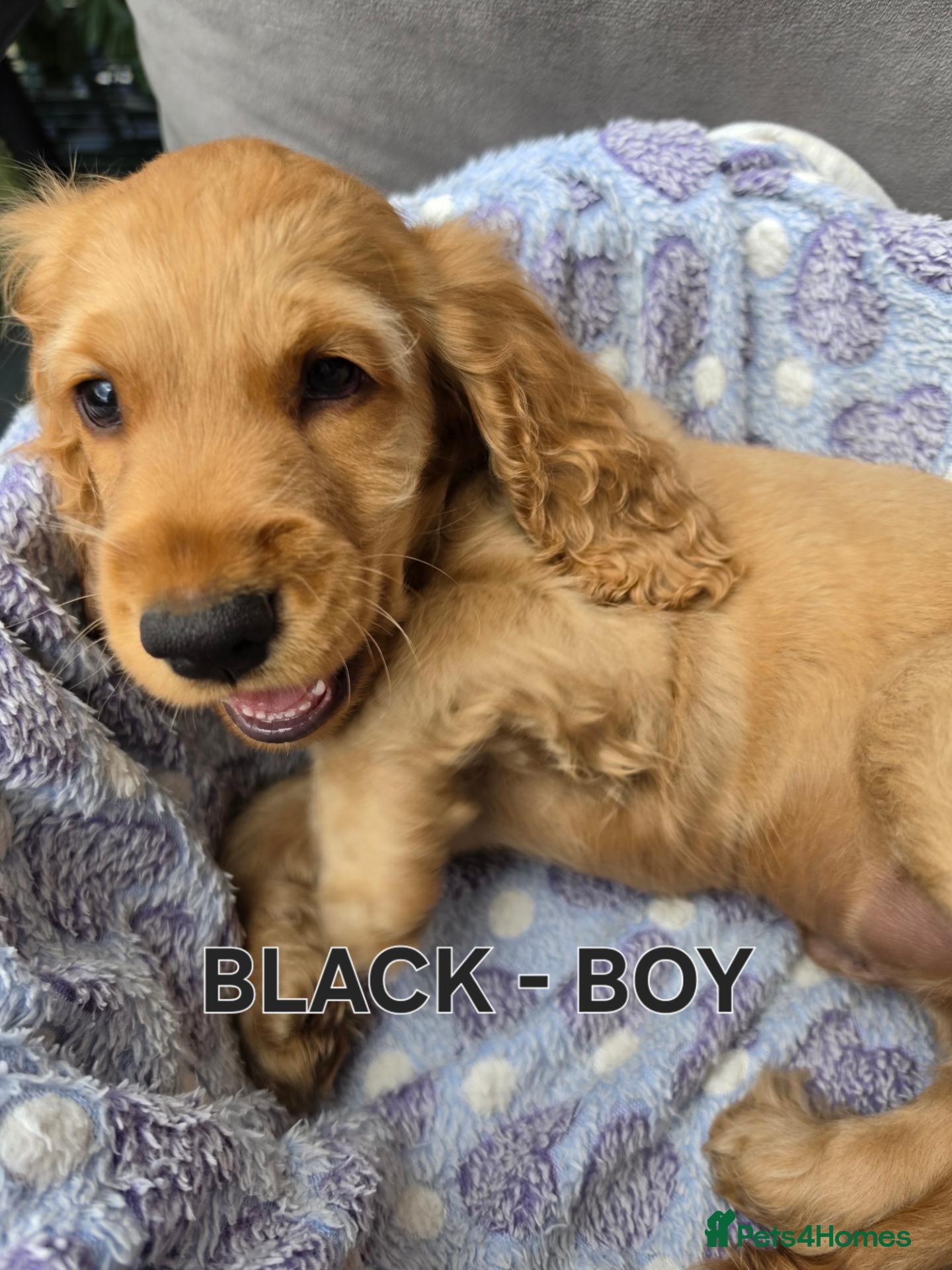 Cocker Spaniel dogs Beautiful 100% Cocker Spaniel puppies- litter of 6 - Advert 2