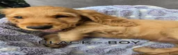 Cocker Spaniel dogs for sale: Beautiful 100% Cocker Spaniel puppies- litter of 6 - Advert 9