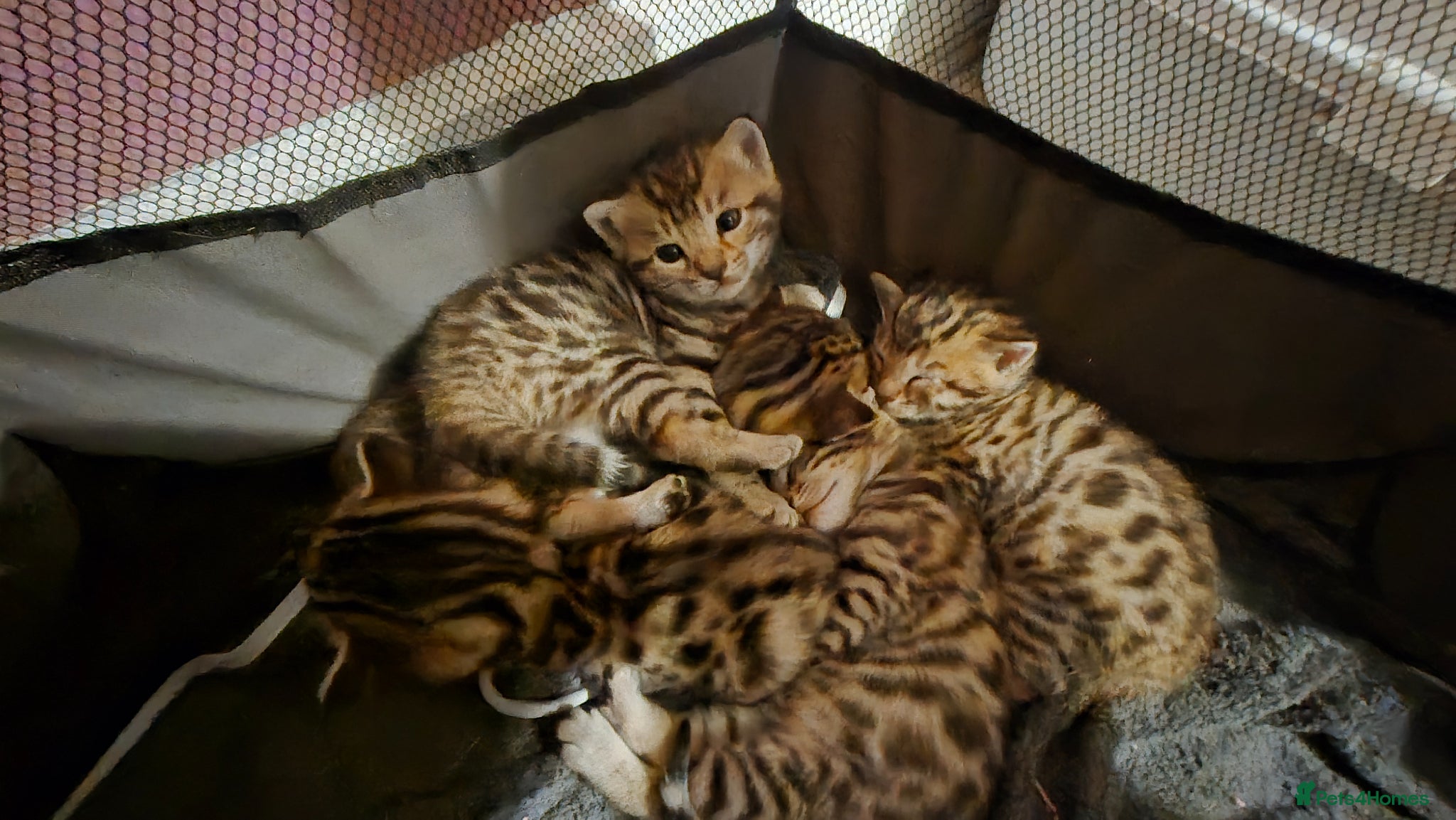 Bengal cats Beautiful Bengal kittens-Ready in April 🐾 - Advert 6