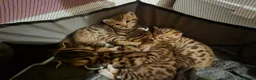 Bengal cats for sale: Beautiful Bengal kittens-Ready in April 🐾 - Advert 17