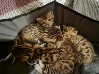 Bengal cats Beautiful Bengal kittens-Ready in April 🐾 - Advert 6