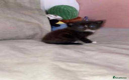 Mixed Breed cats for sale: Ragdoll x kittens - Image 4