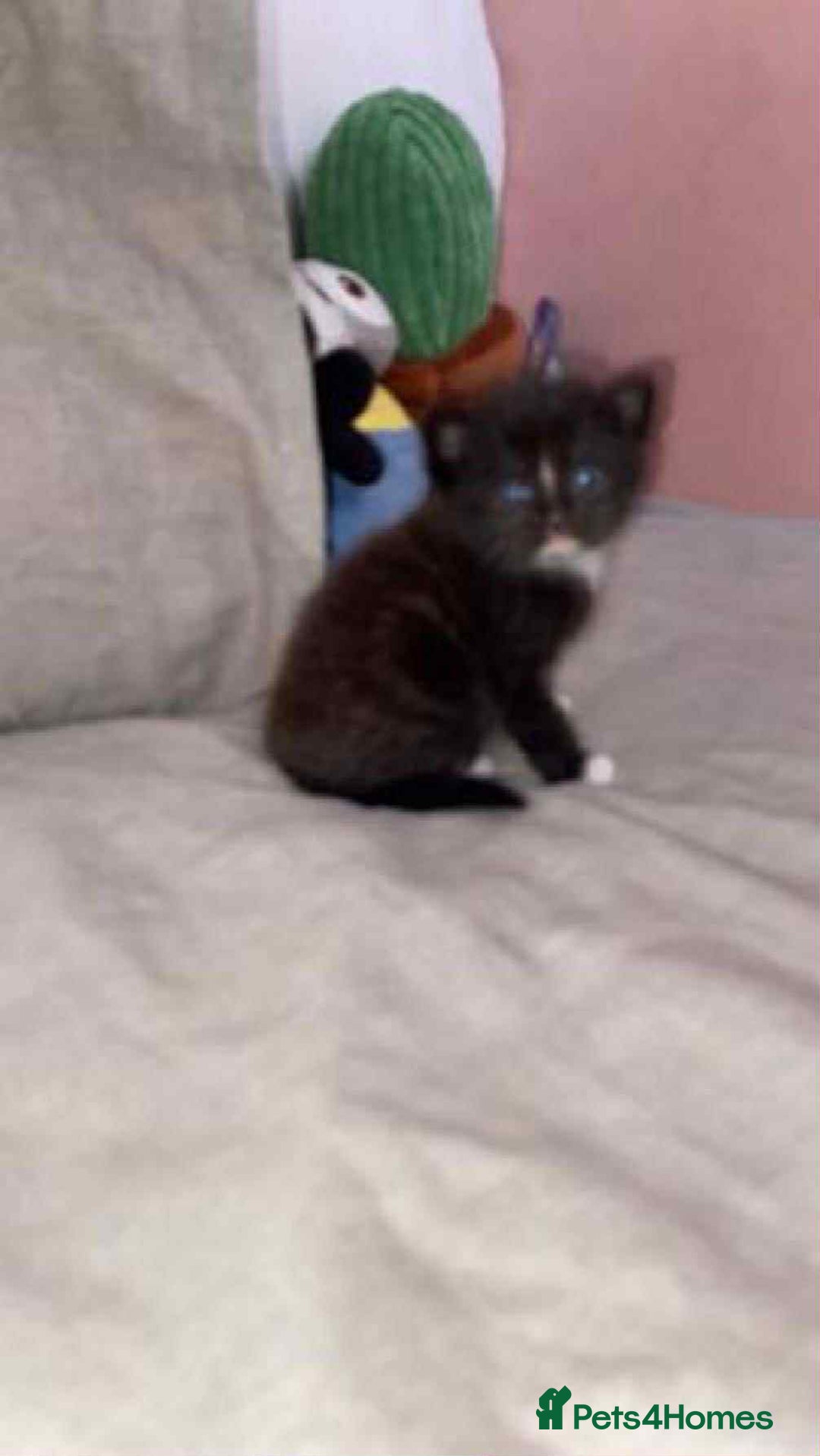 Mixed Breed cats for sale: Ragdoll x kittens - Image 4