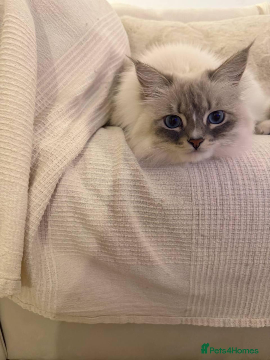 Siberian cats for sale: Rare Siberian Cats Available😻💯 - Advert 31