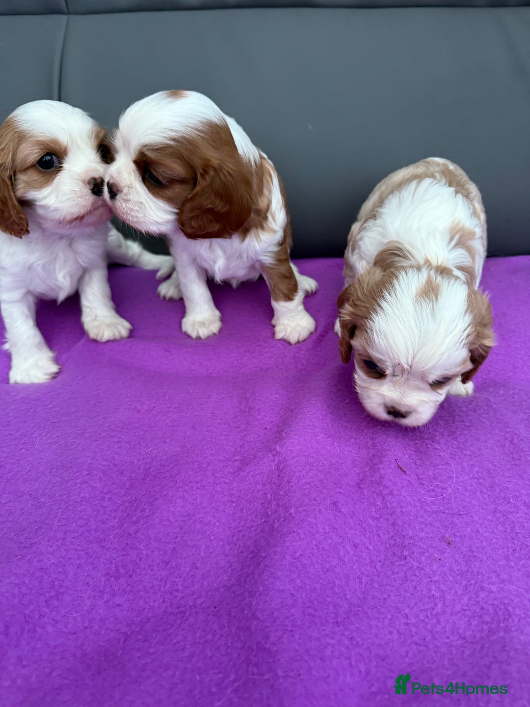 Cavalier King Charles Spaniel dogs for sale: Adorable Cavalier King Charles Spaniel  - Advert 2