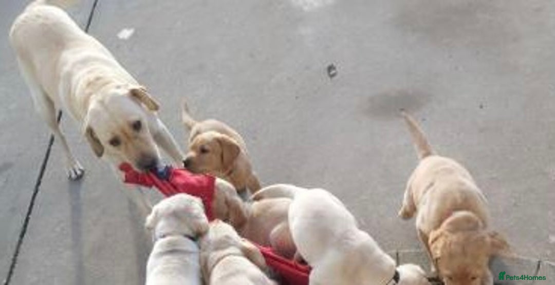 Labrador Retriever dogs for sale: Labrador puppy’s  - Image 14