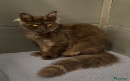 Maine Coon cats for sale: XL black smoke maine coon female Russia bloodlines - Image 10