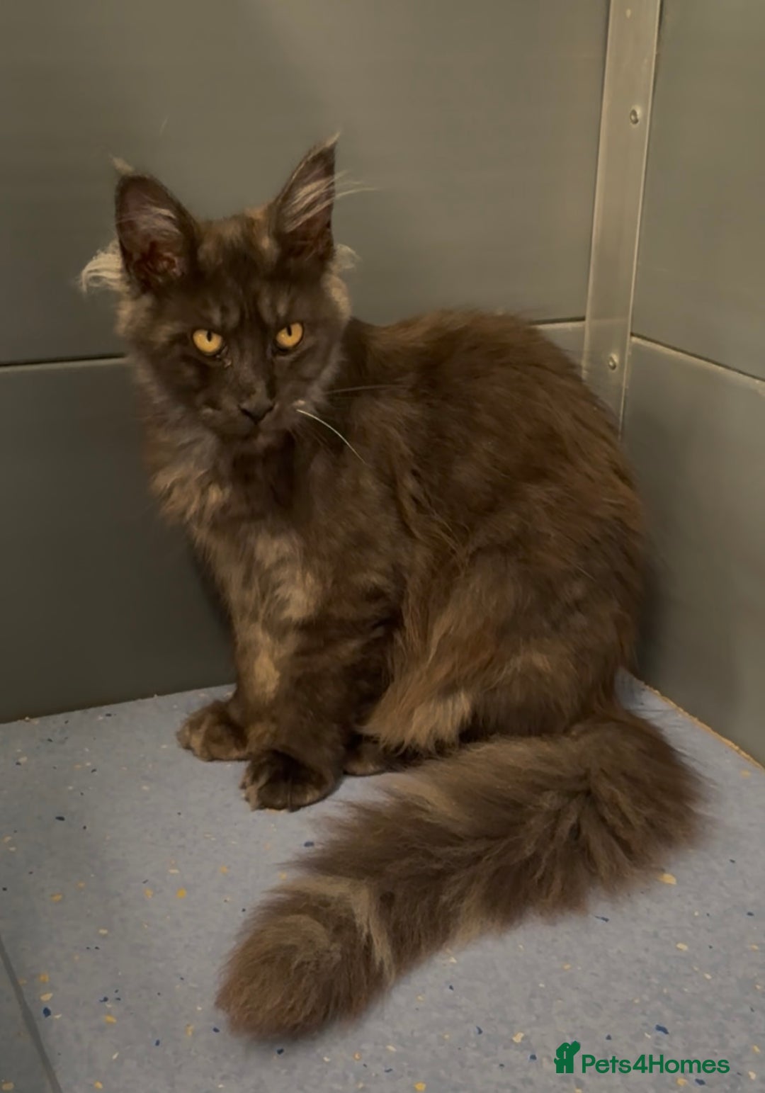 Maine Coon cats for sale: XL black smoke maine coon female Russia bloodlines - Image 10