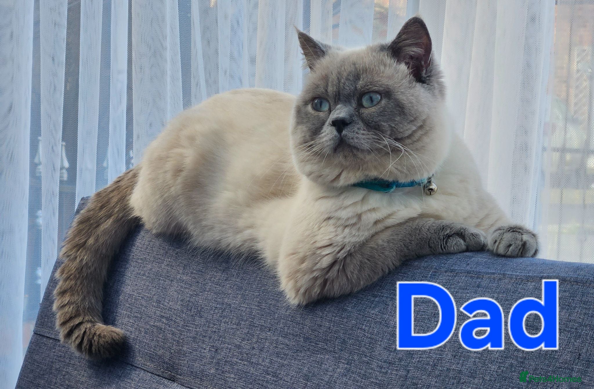 British Shorthair cats Gorgeous British shorthair kittens - Advert 2