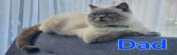 British Shorthair cats for sale: Gorgeous British shorthair kittens - Advert 17