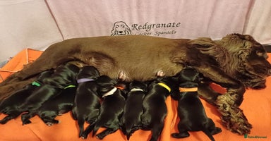 Cocker Spaniel dogs - Advert 1