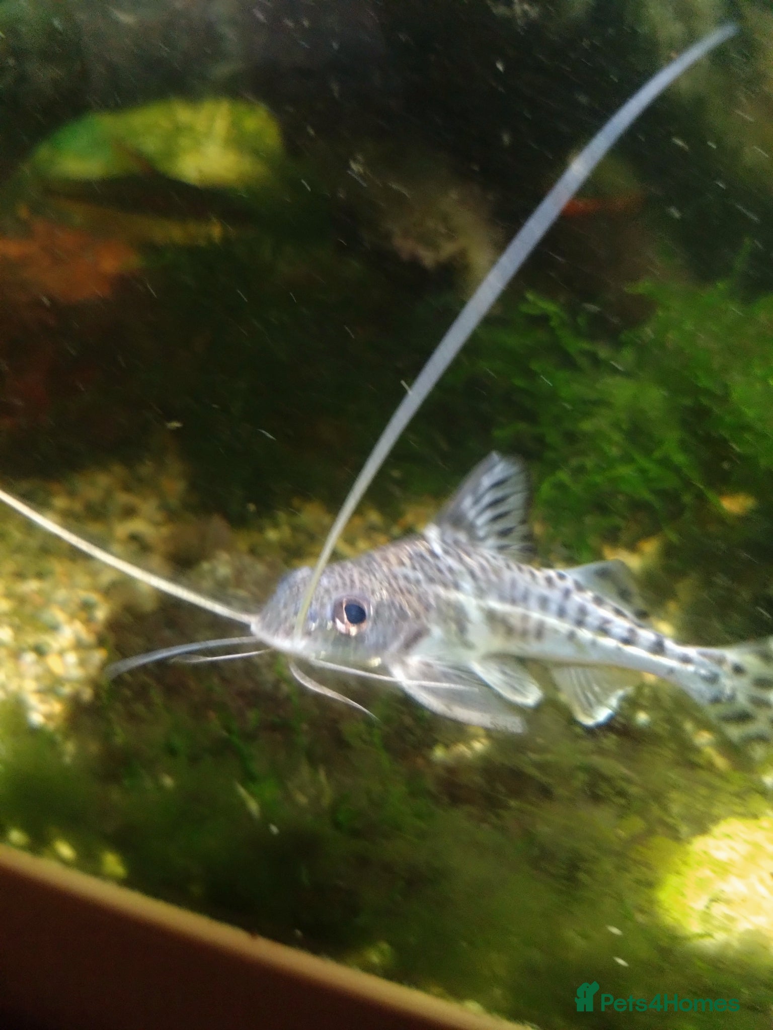 Catfish fish 5+ Pictus Catfish for a new home! - Advert 9