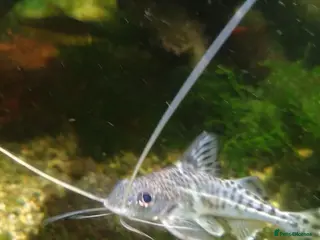 Catfish fish 5+ Pictus Catfish for a new home! - Advert 5