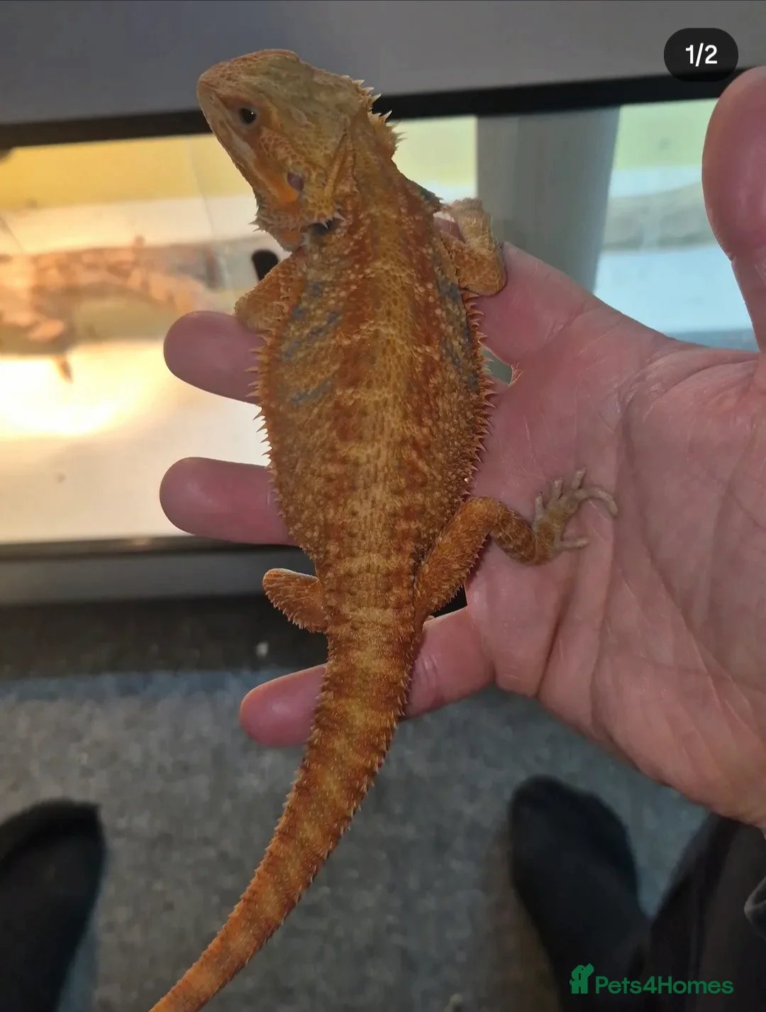 Bearded Dragon reptiles for sale: Male Bearded Dragon  - Advert 2