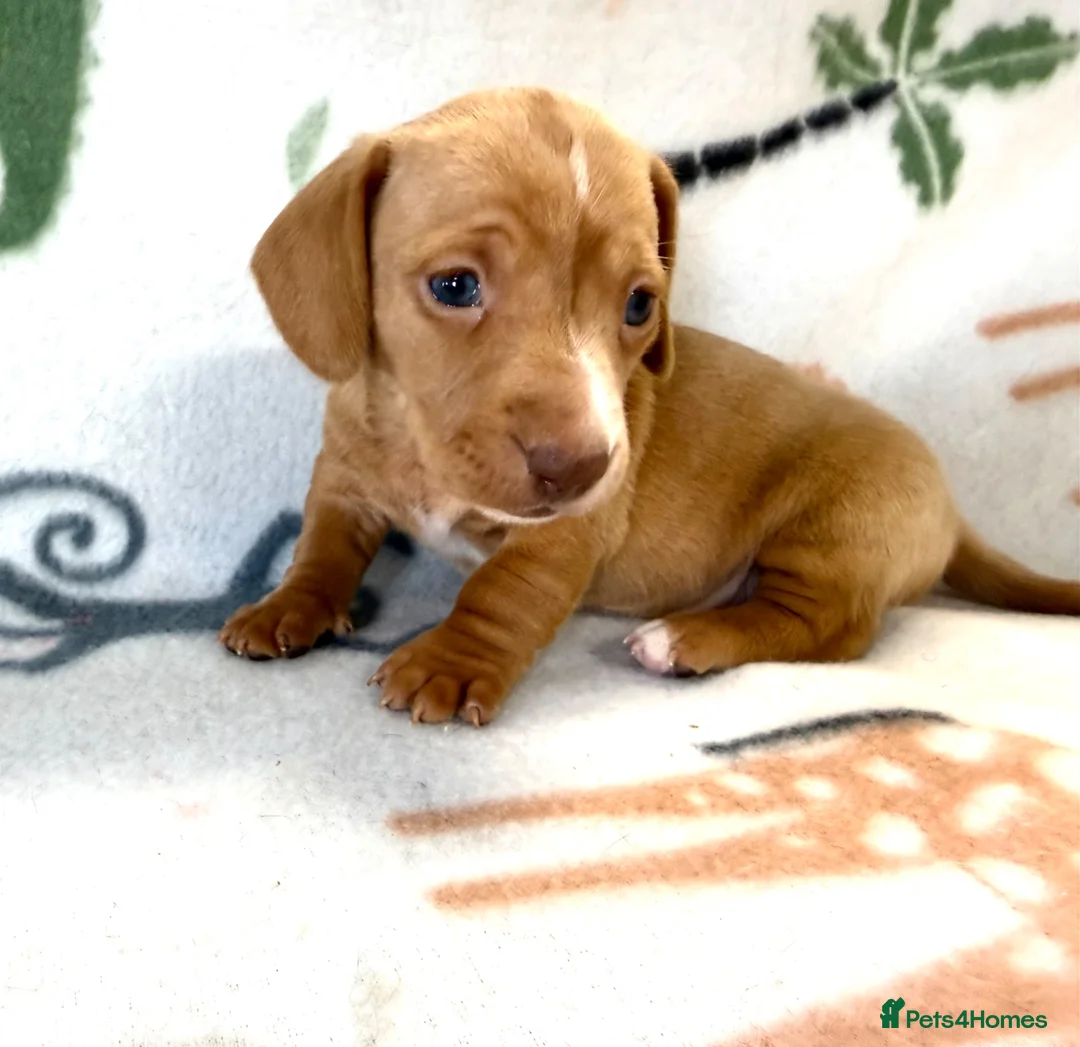 Miniature Dachshund dogs for sale: 🐾 Kc Reg Smooth Haired Miniature Dachshunds 🐾  - Advert 2