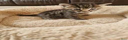 Mixed Breed cats for sale: Beautiful Domestic Shorthair Male Kitten - Advert 5