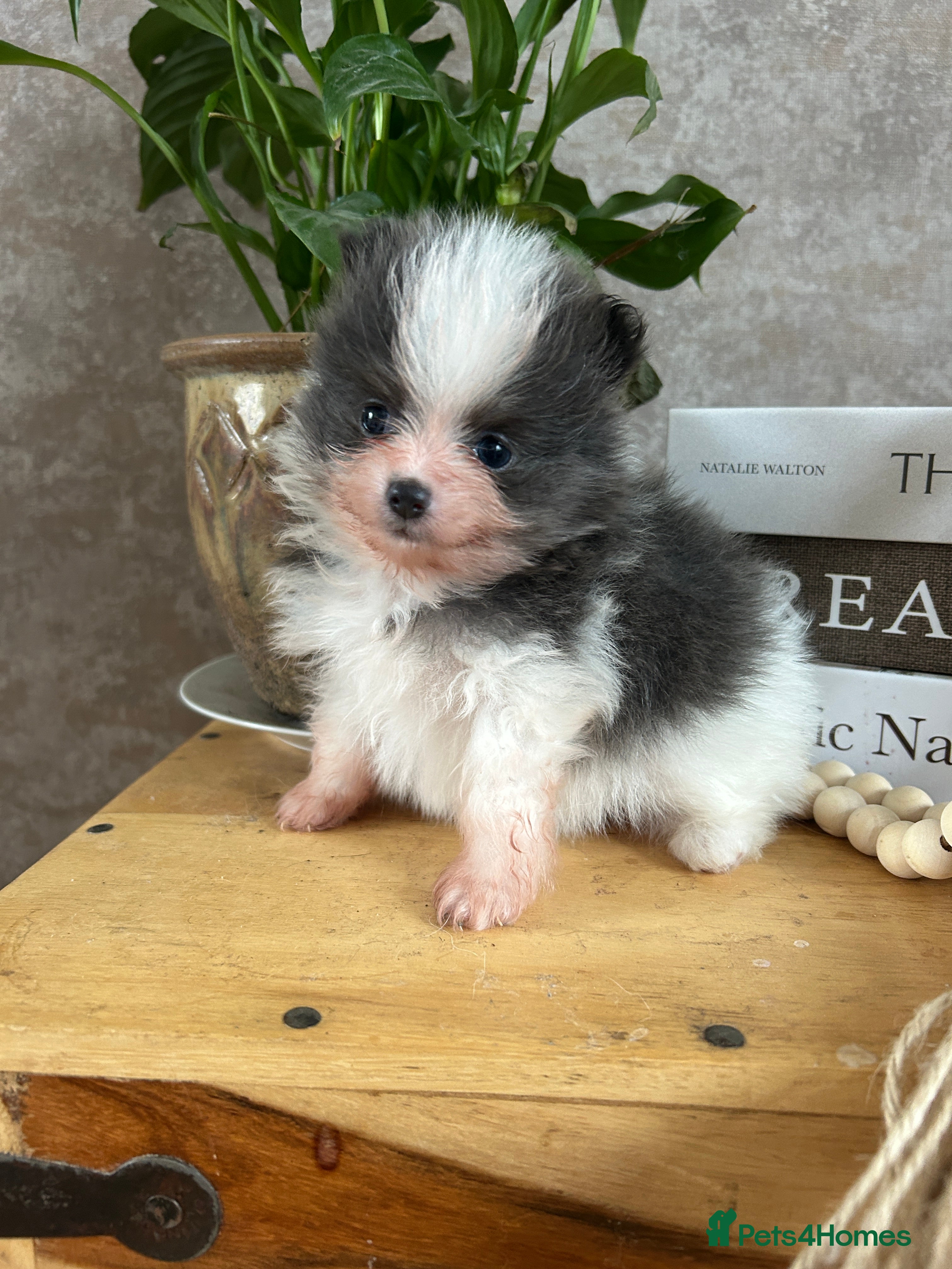 Pomeranian dogs Kc rainbow 🌈 Pomeranians  - Advert 2