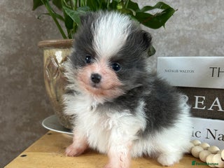 Pomeranian dogs Kc rainbow 🌈 Pomeranians - Advert 1