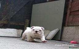 English Bulldog dogs for sale: ⭐ Exceptional Health Tested Parents ONLY 1 💙 left - Image 6