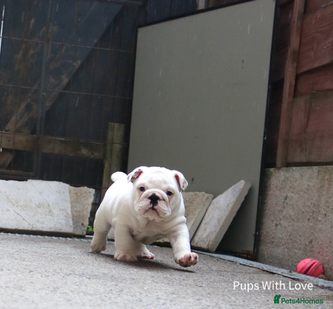 English Bulldog dogs for sale: ⭐ Exceptional Health Tested Parents ONLY 1 💙 left - Image 6