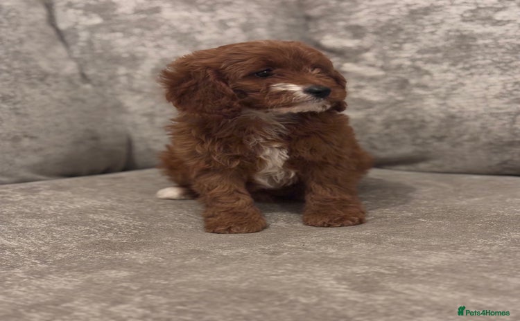 Cavapoo dogs F1 TOY CAVAPOO PUPPIES  - Advert 9