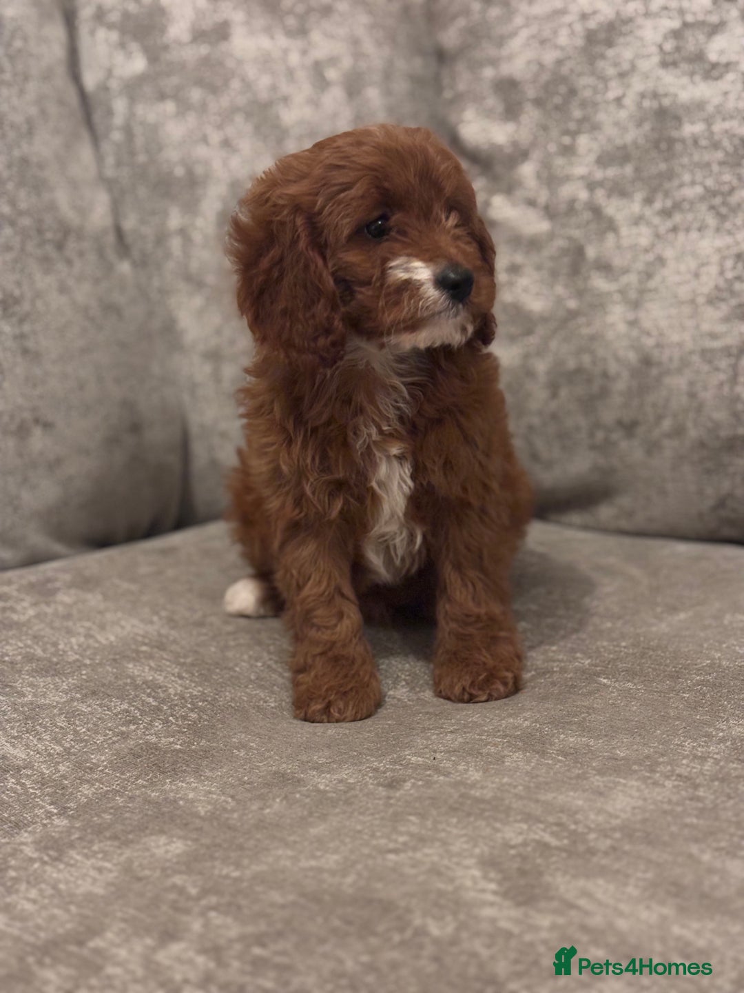 Cavapoo dogs for sale: F1 TOY CAVAPOO PUPPIES  - Image 10