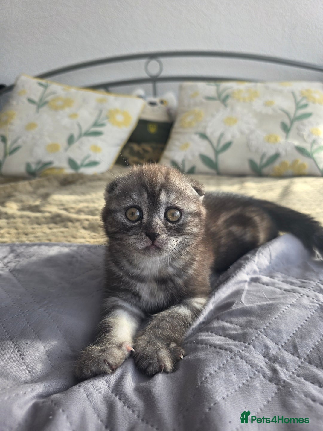 Scottish Fold cats for sale: Tabby Scottish Fold Kittens - Advert 20