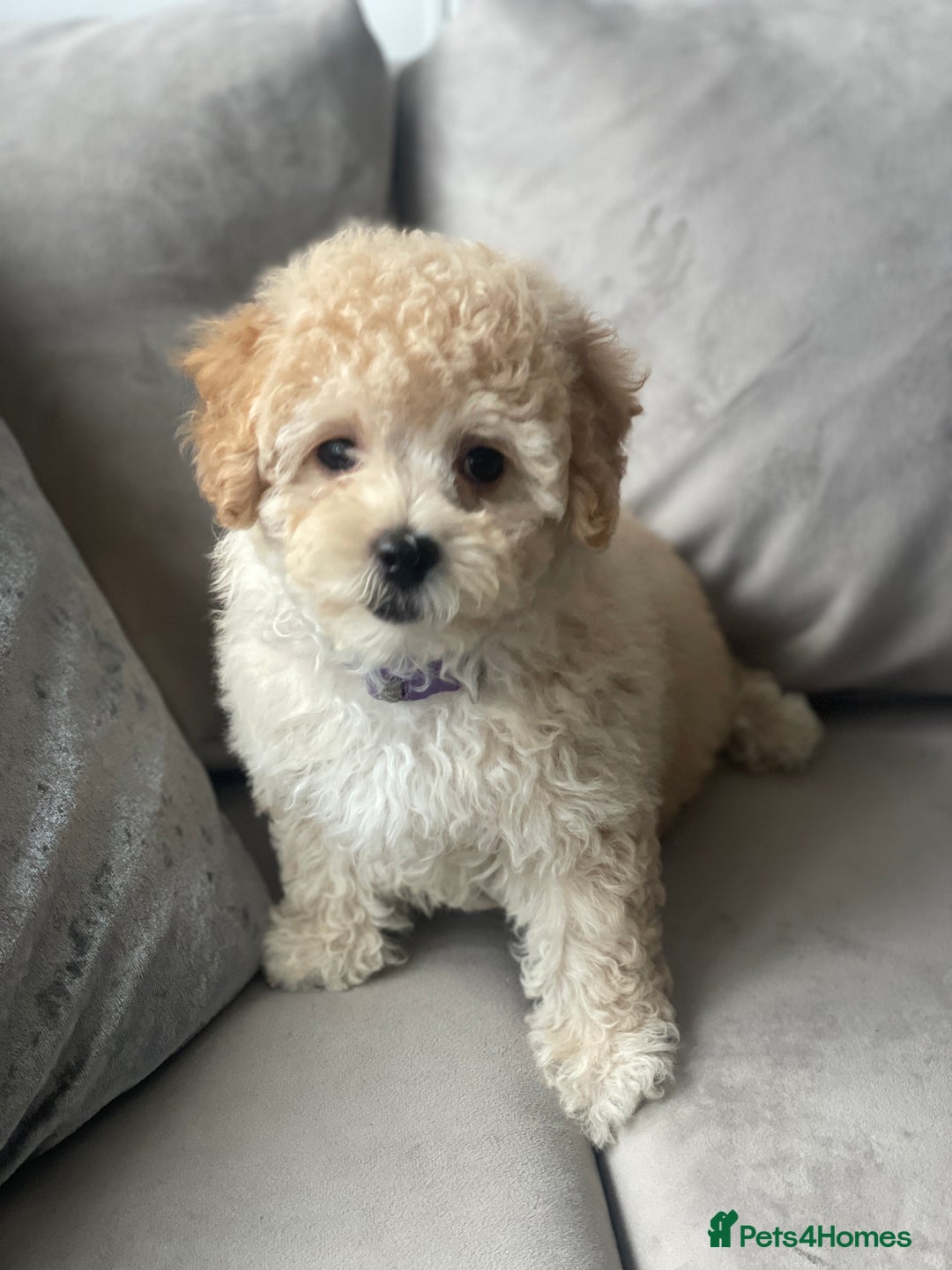 Poochon dogs for sale: Stunning litter - Image 26