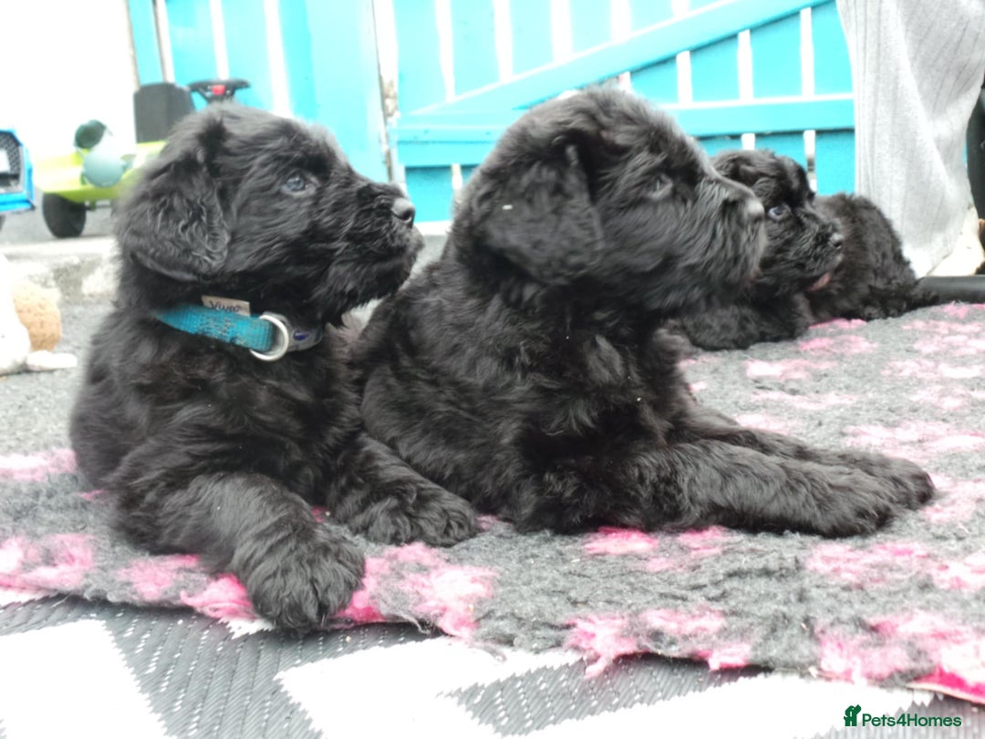 Russian Black Terrier dogs for sale: top russianblack terriers from champion bloodlines - Image 6