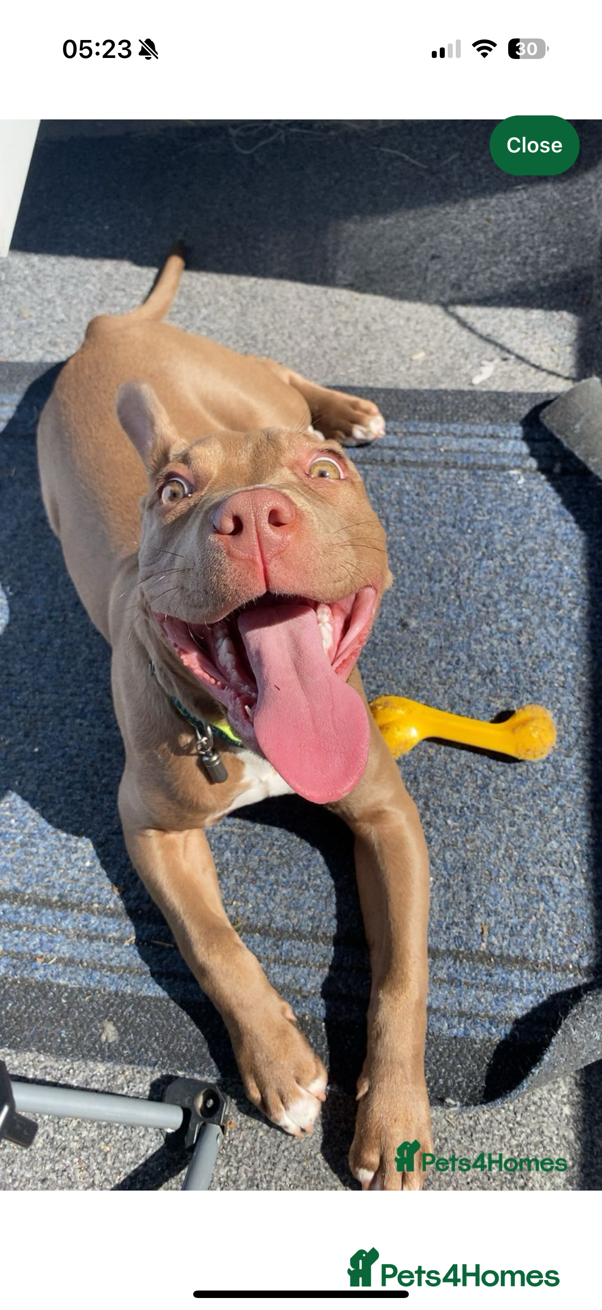 Mixed Breed dogs Red nose American Pit Bull / Staffy - Advert 3